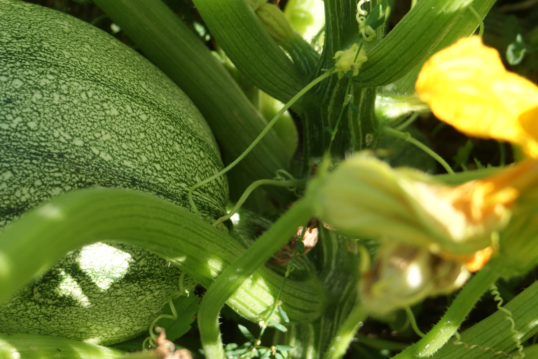 Rééquilibrage alimentaire